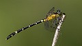 Austrogomphus amphiclitus female-3510